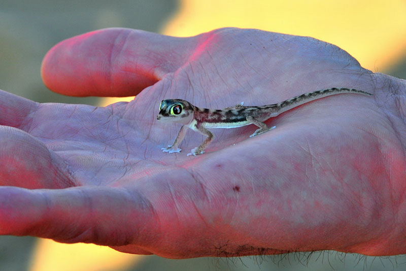 Namibia
